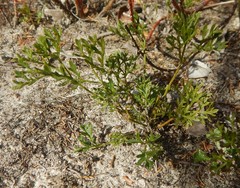 Xanthosia dissecta