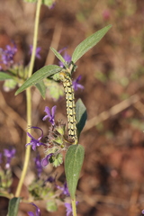 Heliothis phloxiphaga