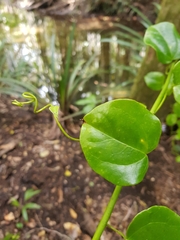 Streptothamnus moorei