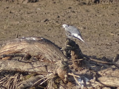 Motacilla alba