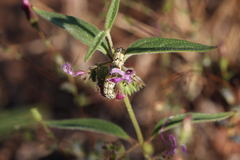 Heliothis phloxiphaga