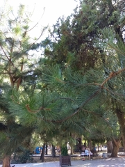 Pinus