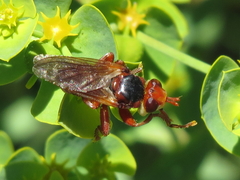 Myopa dorsalis