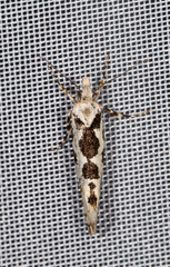 Ypsolopha sequella