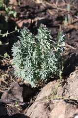 Tithymalus