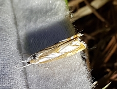 Catoptria latiradiellus