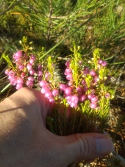 Erica axilliflora