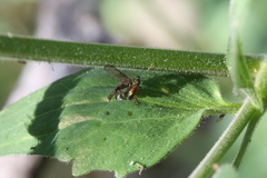 Tupiocoris californicus