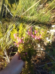 Erica axilliflora