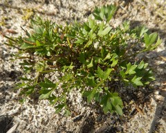 Xanthosia dissecta