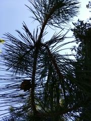 Pinus