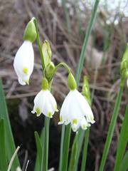 Leucojum aestivum aestivum