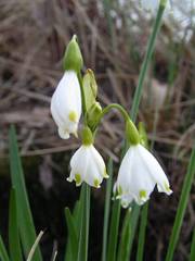 Leucojum aestivum aestivum