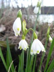 Leucojum aestivum aestivum