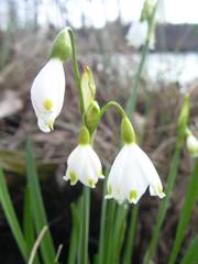 Leucojum aestivum aestivum