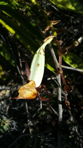 Angraecum image