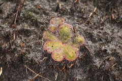 Drosera collina