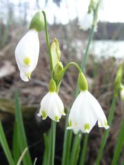 Leucojum aestivum aestivum