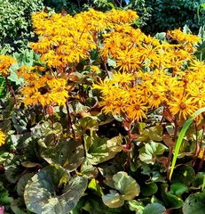 Ligularia