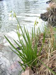 Leucojum aestivum aestivum