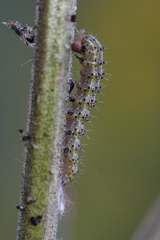 Heliothis phloxiphaga