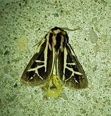 Apantesis williamsii