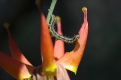 Heliothis phloxiphaga