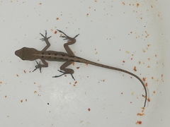 Anolis sagrei