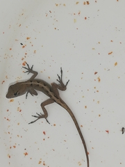 Anolis sagrei