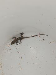 Anolis sagrei