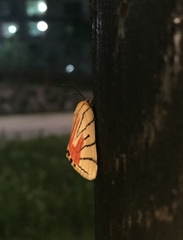 Camptoloma interiorata