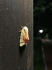 Camptoloma interiorata