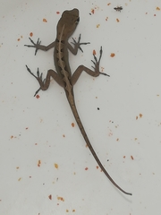 Anolis sagrei