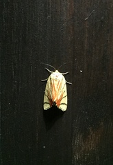Camptoloma interiorata