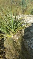 Pandanus bakeri