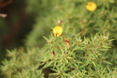 Pultenaea reticulata