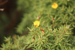 Pultenaea reticulata