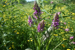 Dactylorhiza majalis