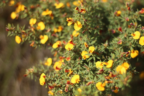 Pultenaea reticulata Benth.