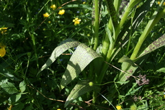 Dactylorhiza majalis