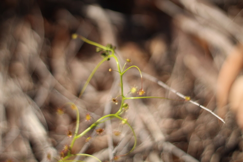 Drosera pallida
