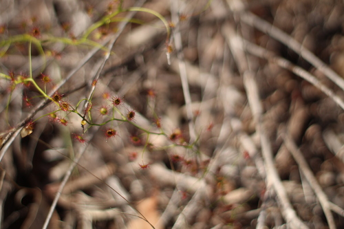 Drosera pallida