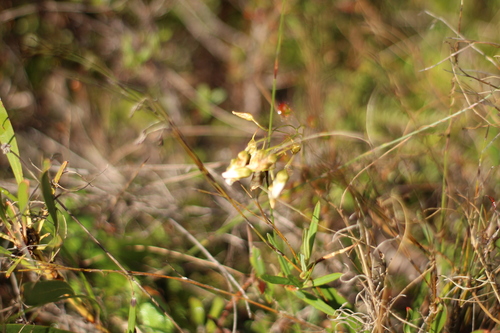 Drosera pallida