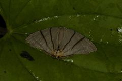 Orudiza protheclaria