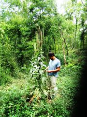 Verbascum mallophorum