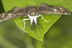 Caprona ransonnettii
