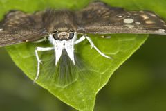 Caprona ransonnettii
