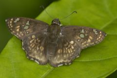 Caprona ransonnettii
