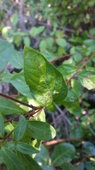 Vernonia diversifolia
