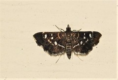 Diathrausta harlequinalis
